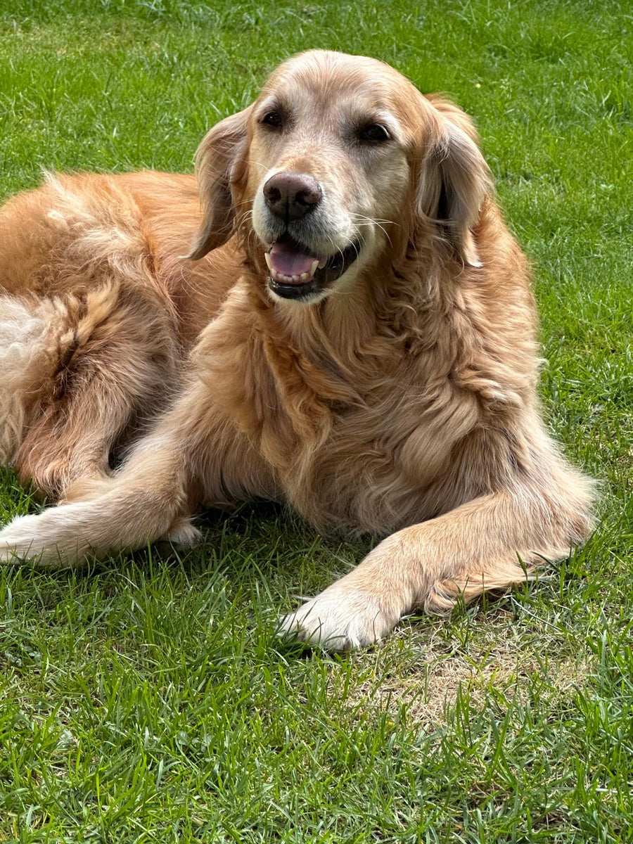 Moose, head of quality control