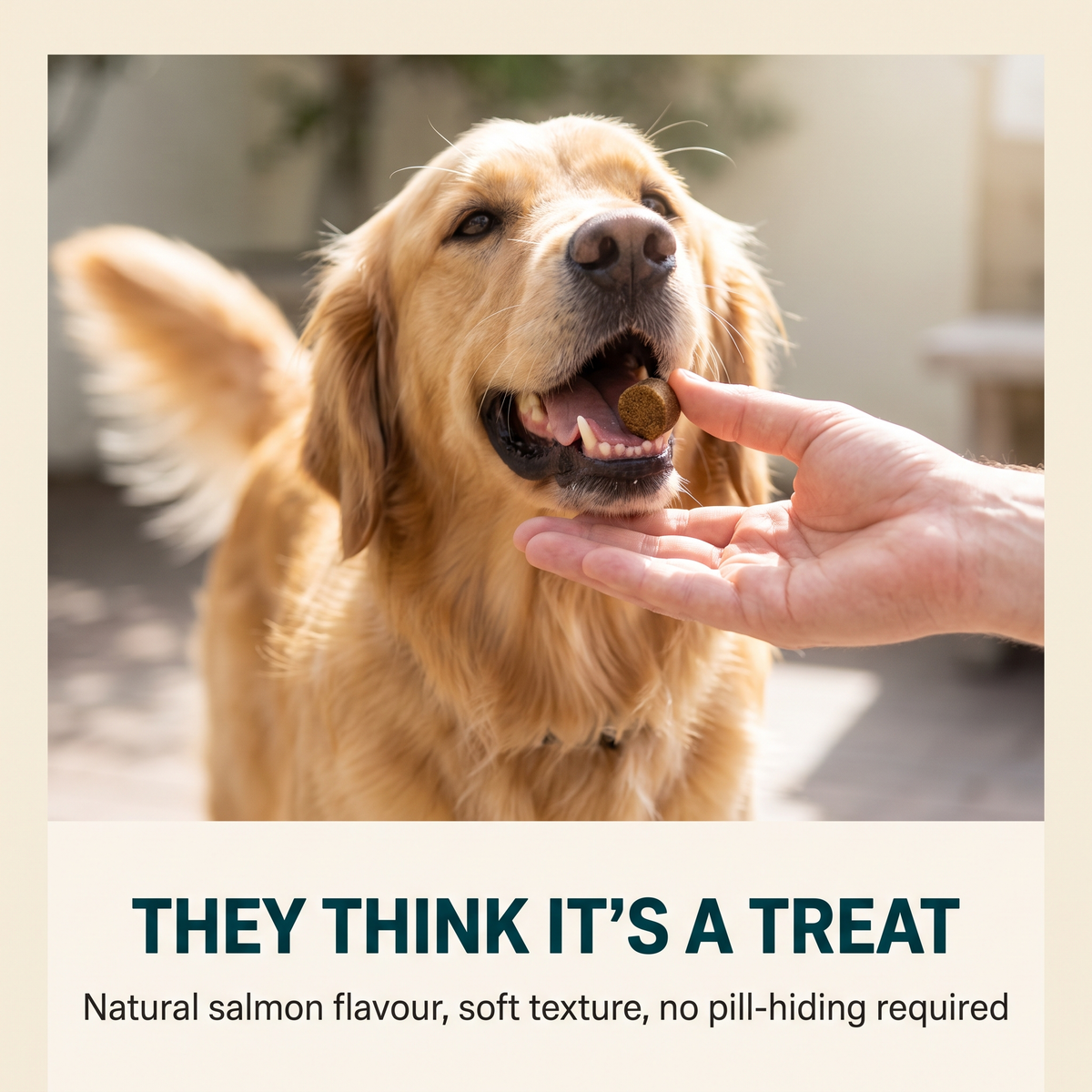 Allergy & Itch Soft Chews