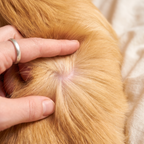 Allergy & Itch Soft Chews